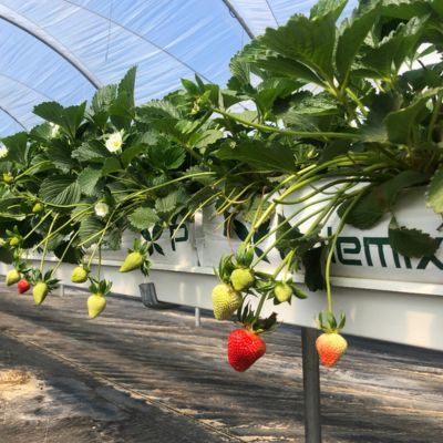Pelemix Coir - Irribiz Australia